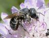 Osmia latreillei